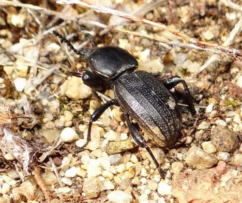 Réf. 188 983 : Scaurus uncinus